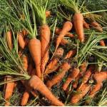 Vegetables