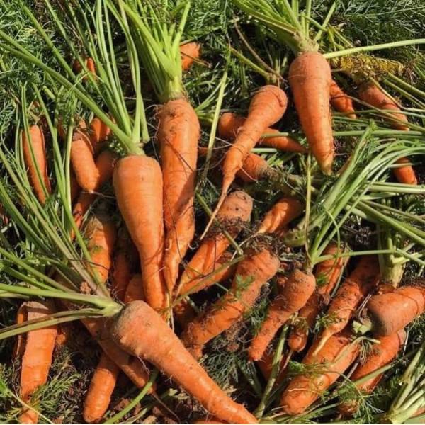 Vegetables