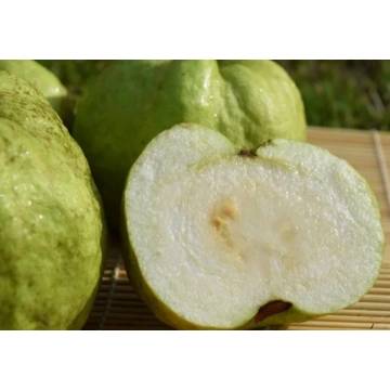 Taiwan Shennong Award Organic Crystal Guava 神農獎有機水晶芭樂  +-1kg