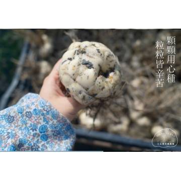 Taiwan Organic edible fresh Lily bud (per piece) 有机新鲜食用百合 (一粒装)