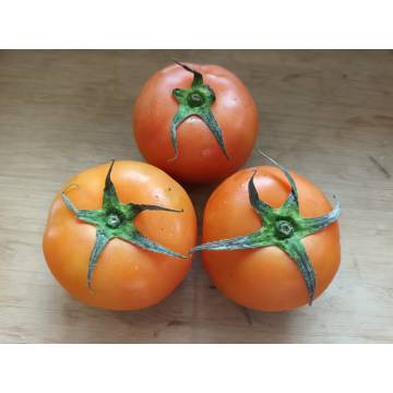 Organic Tomato 有機番茄 ±500g