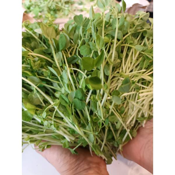 Vegetables