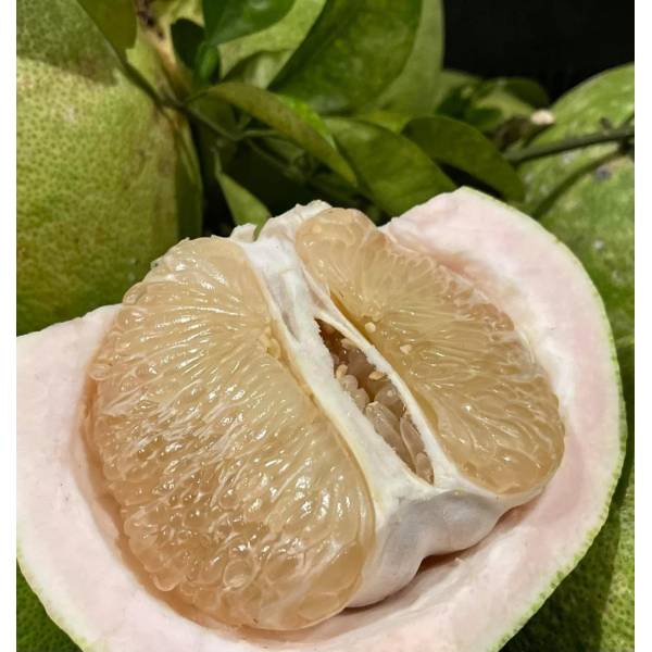 Fruits