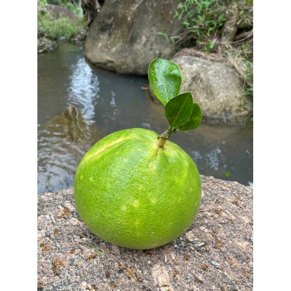Fruits