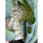 Vegetables