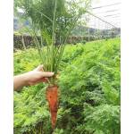 Vegetables