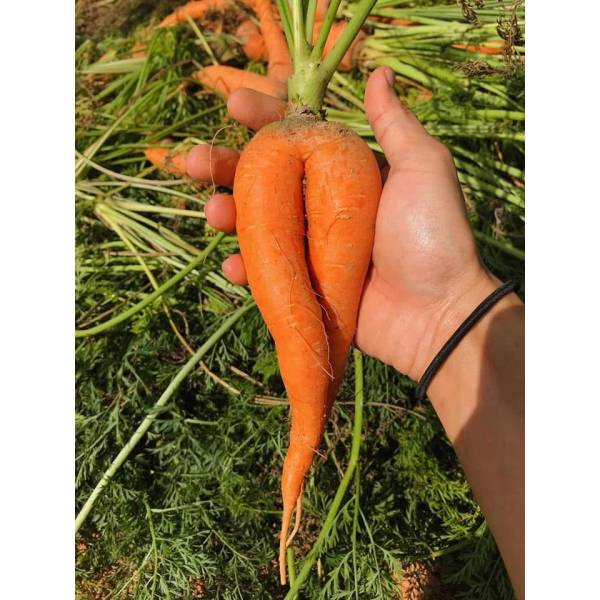 Vegetables