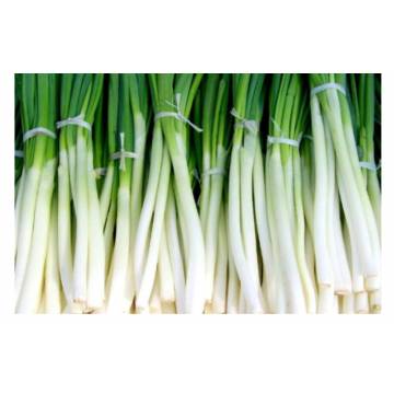 Organic spring onion (white stalk)) 青葱 (白）+/- 150g