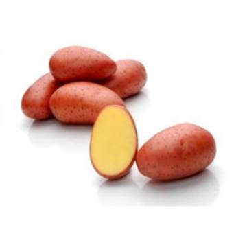 Australia Bio-dynamic Potato RED LADY 澳洲活力有機馬鈴薯 ±800g