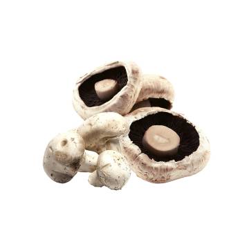 Australia Organic Mushroom White 有機白蘑菇 180g