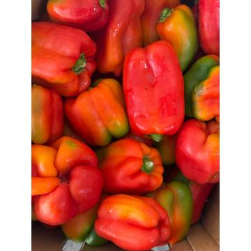 Australia Bio-dynamic Capsicum Multi 澳洲活力有機杂色燈籠椒 (+/-400gm)