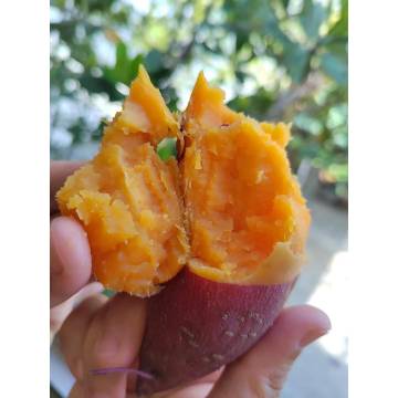 Bio-dynamic Red Skin Sweet Potato (Purple Skin with Orange flesh) 活力有機黄金番薯 ±600g