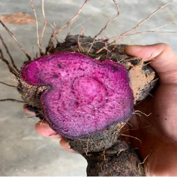 Organic Purple Huai Shan 有機种紫淮山 ± 1-1.3kg