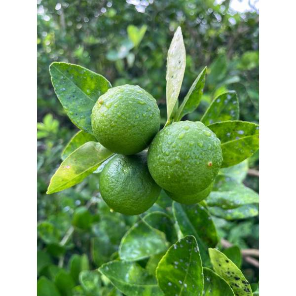 Fruits