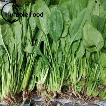 Organic Eng Spinach 有機菠菜 +/-250g