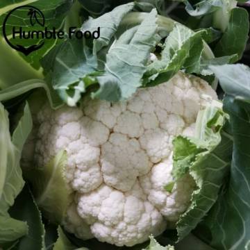 Australia Bio Dynamic Cauliflower trimmed 活力農耕有機菜花