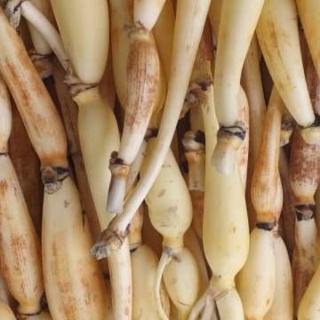 Organically Grown Lotus Root 有機种植莲藕 ±540g