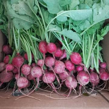 Bio-dynamically Grown Cherry Radish 活力櫻桃蘿蔔 +-700g