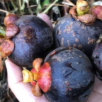 Organic Mangosteen 有機山竹 ± 1 kg