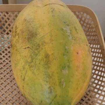 Bio-dynamically Grown Papaya 活力農耕有機木瓜 ± 1.75kg