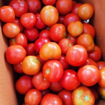 Organic Tomato small 有機番茄+/- 350g