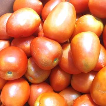 Australia Organic Tomato Round 有機番茄 900g