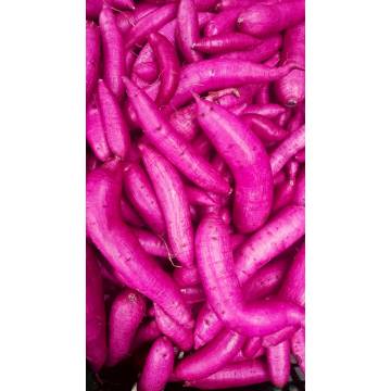 Taiwan Organic no..73  Purple Sweet Potato 有機台農73號農紫心地瓜+-600g