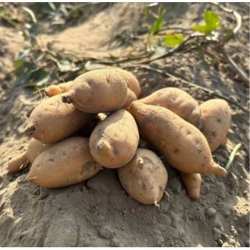 Taiwan Eco-friendly TN No.57 Sweet Potato 台湾友善台農57地瓜 *$7.50/± 600g*