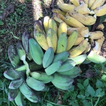 Organically Grown Banana Abu 有机香蕉 1kg
