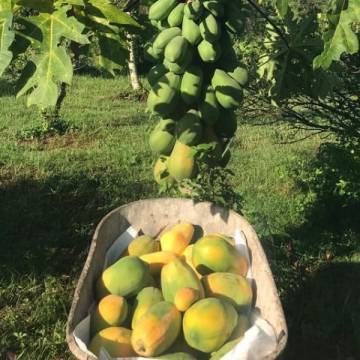 Organically Grown Papaya 有机木瓜 0.8-1kg